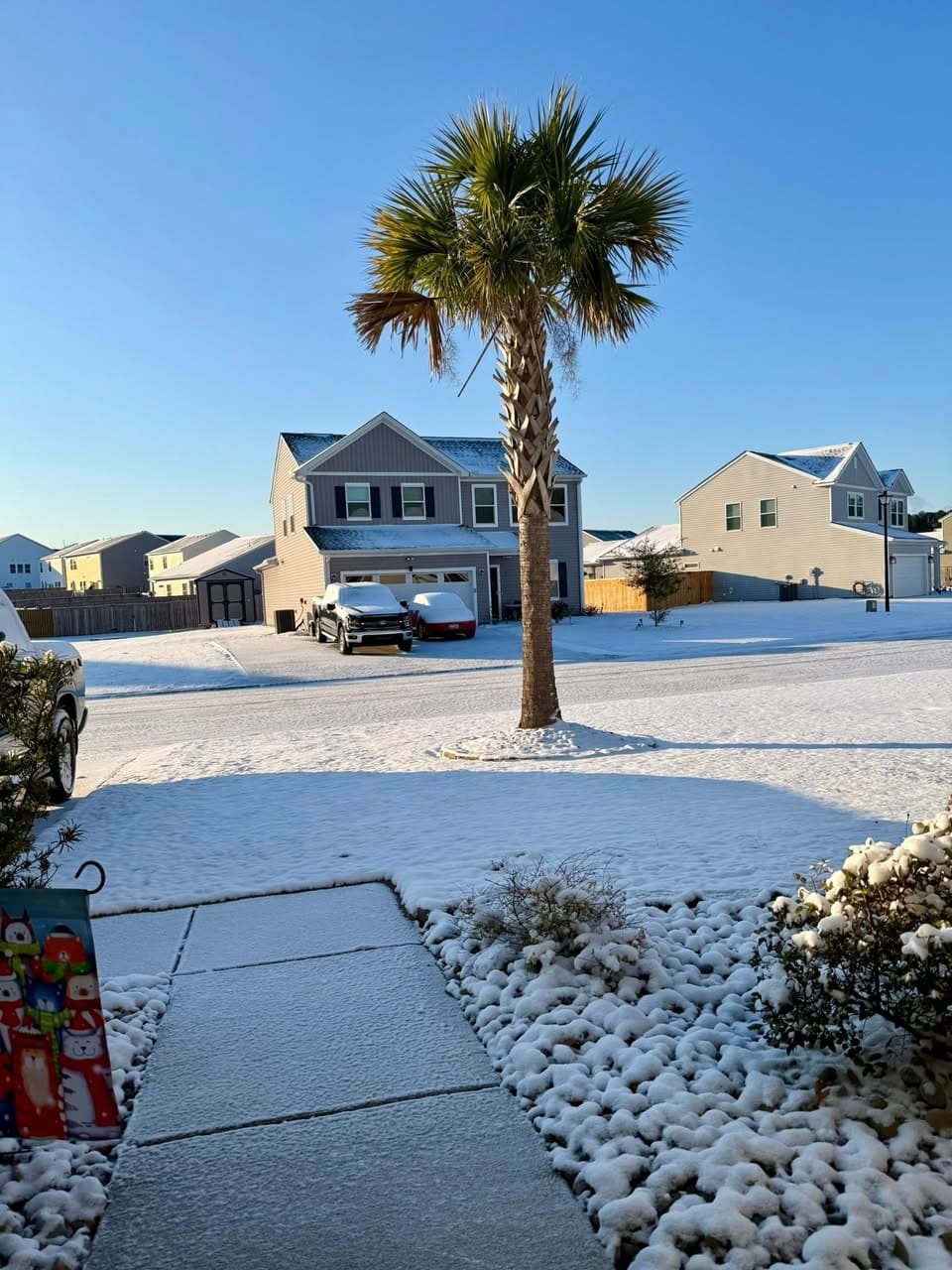 Palm tree dusted with snow in a Strawberry Station yard
